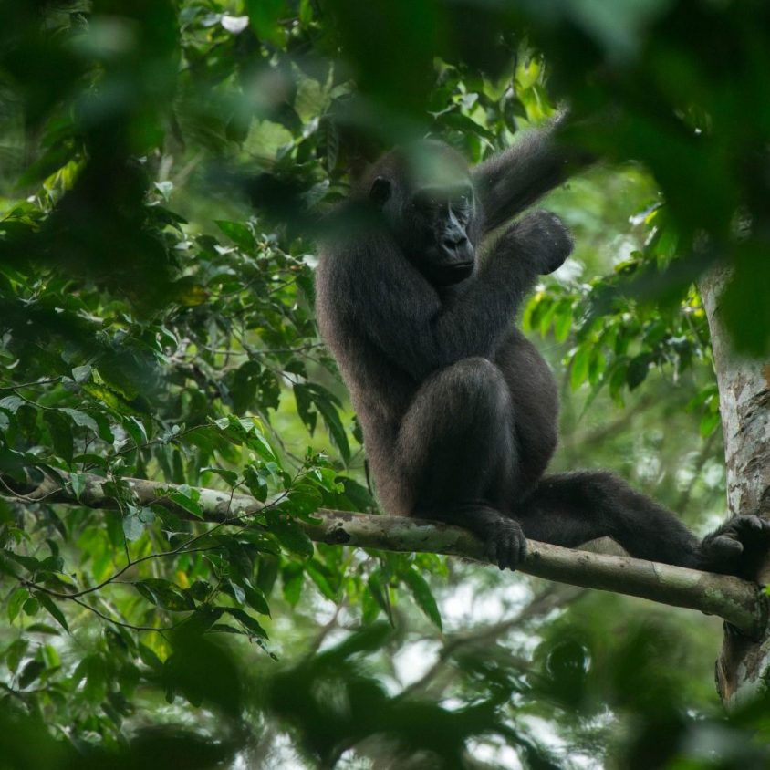 Western lowland gorilla, Kokoua National Park, Congo