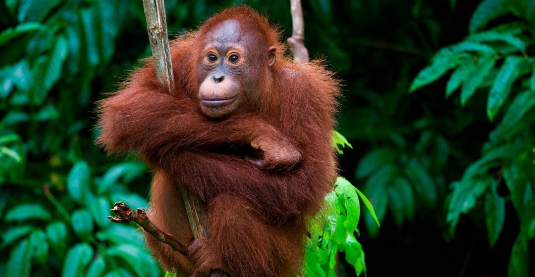 Young orangutan in tree, Borneo, Malaysia