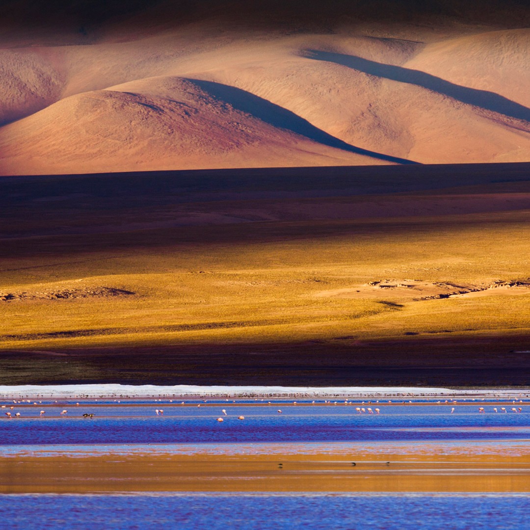Flamingos on a lagoon in Bolivia's altiplano